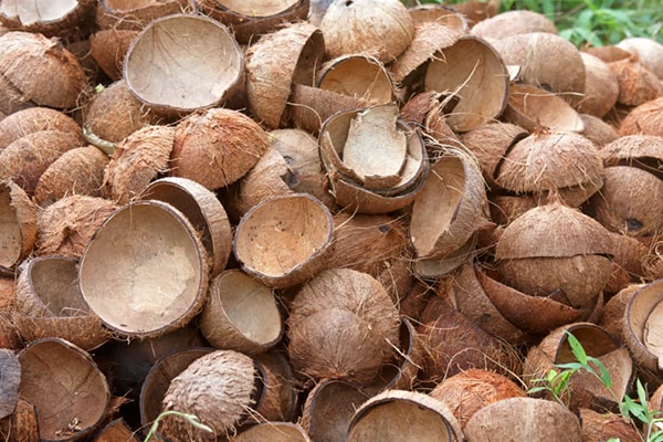 Coconut Shells anita